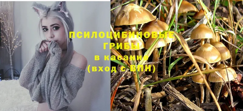 Галлюциногенные грибы Psilocybe  Алупка 